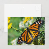 Carte Postale Beau papillon Monarque (Devant / Derrière)