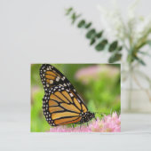 Carte Postale Beau papillon Monarque (Debout devant)