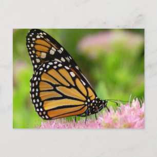 Carte Postale Beau papillon Monarque