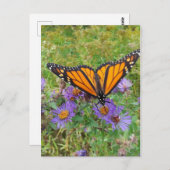 Carte Postale Beau papillon sur Cornflowers (Devant / Derrière)