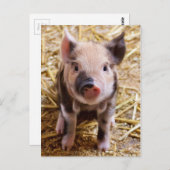 Carte Postale Beau Paysage Barnyard (Devant / Derrière)