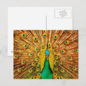 Carte Postale Beau Peacock (Devant / Derrière)