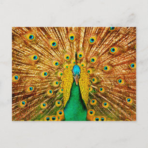 Carte Postale Beau Peacock