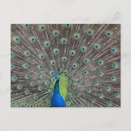 Carte Postale Beau Peacock (Devant)