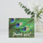 Carte Postale Beau Peacock (Debout devant)