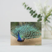 Carte Postale Beau Peacock (Debout devant)