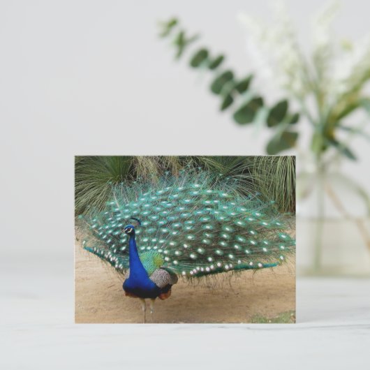 Carte Postale Beau Peacock (Debout devant)