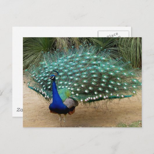 Carte Postale Beau Peacock (Devant / Derrière)