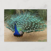 Carte Postale Beau Peacock (Devant)