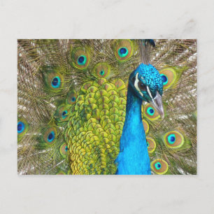 Carte Postale Beau Peacock Étonnant Oiseau Vert