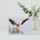 Carte Postale Beau Pélican Blanc S'Envolant Parmi Les Rèseaux (Debout devant)