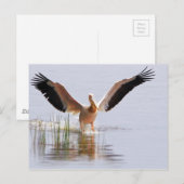 Carte Postale Beau Pélican Blanc S'Envolant Parmi Les Rèseaux (Devant / Derrière)