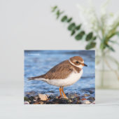 Carte Postale Beau Plume semi-palmé à la plage (Debout devant)