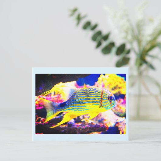 Carte Postale Beau poisson tropical (Debout devant)