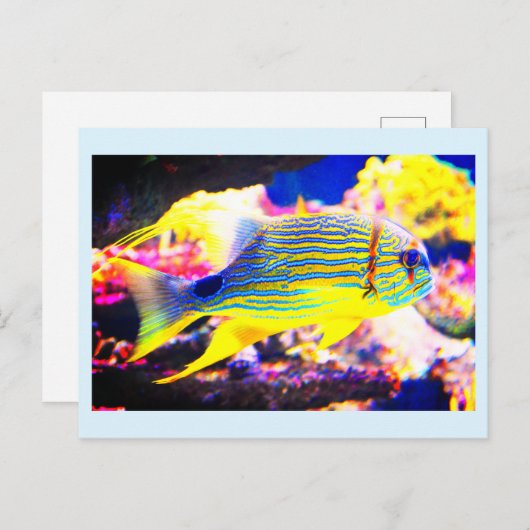Carte Postale Beau poisson tropical (Devant / Derrière)