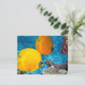 Carte Postale Beau poisson tropical et corail (Debout devant)