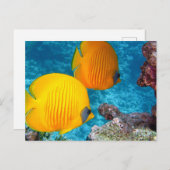 Carte Postale Beau poisson tropical et corail (Devant / Derrière)