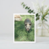 Carte Postale beau porc (Debout devant)