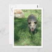 Carte Postale beau porc (Devant / Derrière)