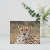Carte Postale Beau portrait de guépard (Debout devant)