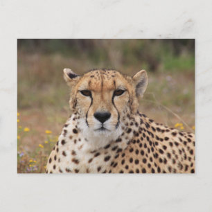 Carte Postale Beau portrait de guépard