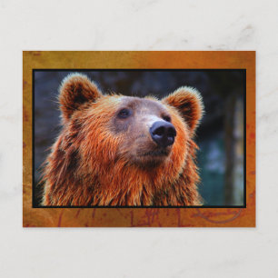 Carte Postale Beau Portrait d'ours Brown Faune Photo