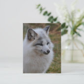Carte Postale Beau renard blanc (Debout devant)
