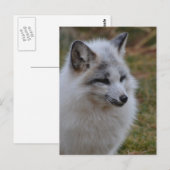 Carte Postale Beau renard blanc (Devant / Derrière)