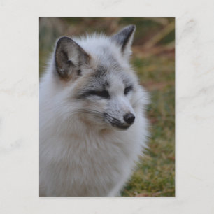 Carte Postale Beau renard blanc