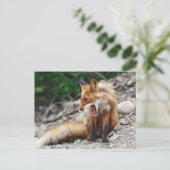 Carte Postale Beau renard rouge à large bouche ouverte (Debout devant)