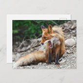 Carte Postale Beau renard rouge à large bouche ouverte (Devant / Derrière)