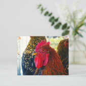 Carte Postale Beau Rooster (Debout devant)
