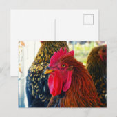 Carte Postale Beau Rooster (Devant / Derrière)