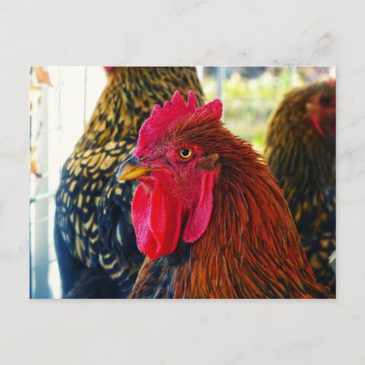 Carte Postale Beau Rooster (Devant)
