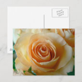 Carte Postale Beau Rose Apricot (Devant / Derrière)