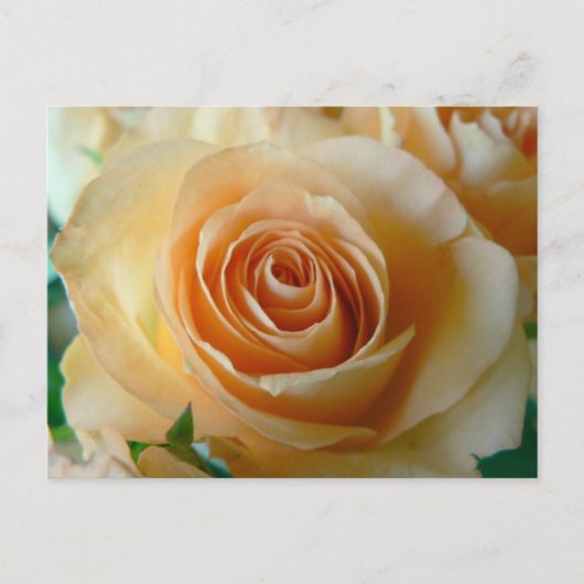 Carte Postale Beau Rose Apricot (Devant)