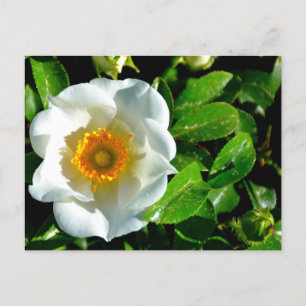 Carte Postale Beau Rose Cherokee