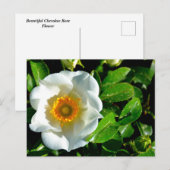 Carte Postale Beau Rose Cherokee (Devant / Derrière)