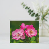 Carte Postale Beau rose sauvage rose (Debout devant)