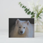 Carte Postale Beau Samoyed (Debout devant)