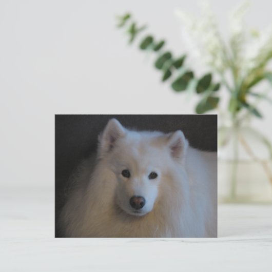 Carte Postale Beau Samoyed (Debout devant)