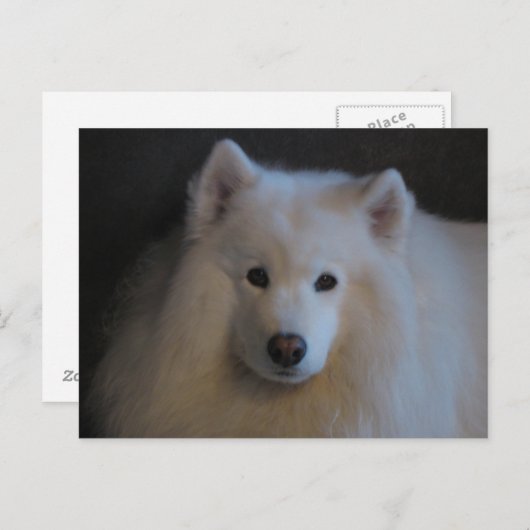 Carte Postale Beau Samoyed (Devant / Derrière)