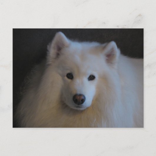 Carte Postale Beau Samoyed (Devant)