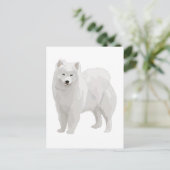 Carte Postale Beau Samoyed (Debout devant)