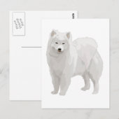 Carte Postale Beau Samoyed (Devant / Derrière)
