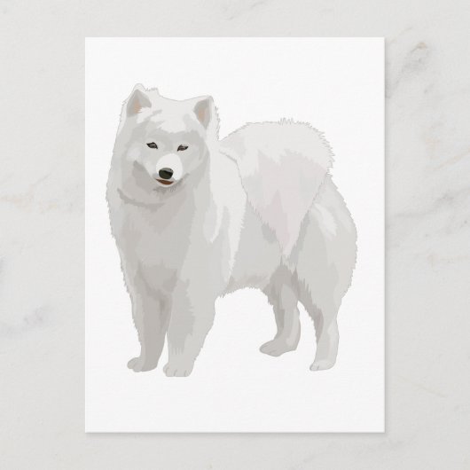 Carte Postale Beau Samoyed (Devant)