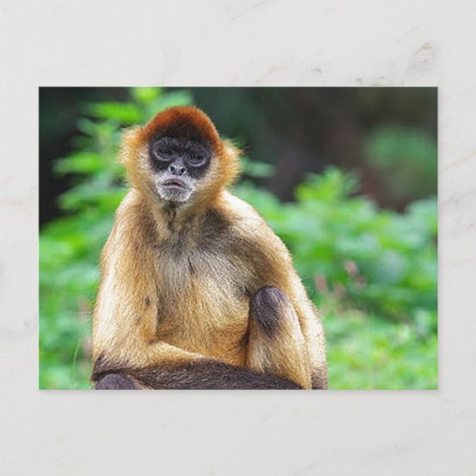 Carte Postale Beau singe araignée (Devant)