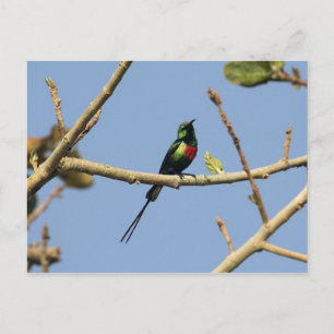Carte Postale Beau Sunbird