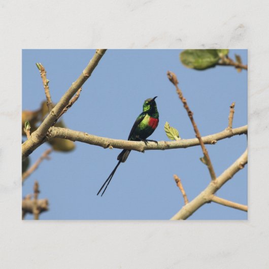 Carte Postale Beau Sunbird (Devant)