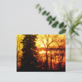 Carte Postale Beau Sunset Canada Arbres Orange Gold Sky Post (Debout devant)